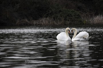 swans in love