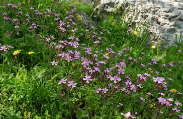 Egyptian Campion (Lat.  Silene aegyptiaca)