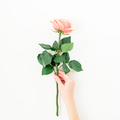 Pink rose and female hand isolated on white background. Flat lay, top view
