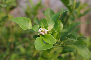 kaffir lime leaf in summer season