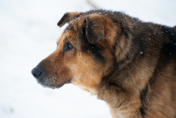 dog abandoned winter snow cold sad