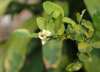 herbal flower