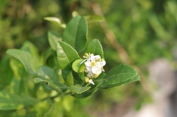 Kaffir lime flower