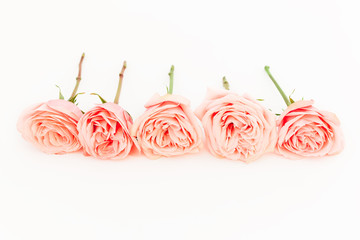 Pink roses isolated on white background. Flat lay, top view. Floral background. 