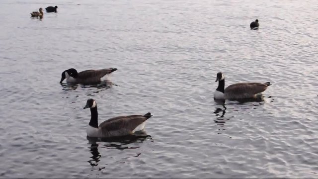 Kanadag&auml;nse (Branta canadensis), Blessh&uuml;hner und Enten auf einem Fluss am sp&auml;ten Nachmittag 