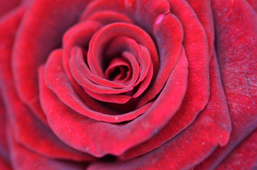 Macro shot of a red rose