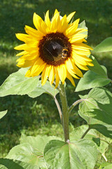 Close up of blooming sunflower
