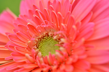 Gerbera flower in a garden