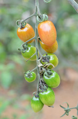 Cherry tomatoes grow in the garden