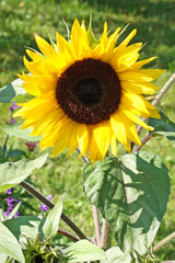 Close up of blooming sunflower