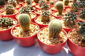 Many types of cactus with orange rock in brown pot. Take from market.