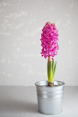 Vivid pink hyacinth flower on gray stone concrete background