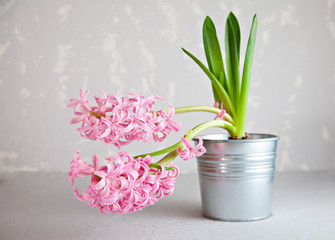 Fresh pink hyacinth flower on gray stone concrete background