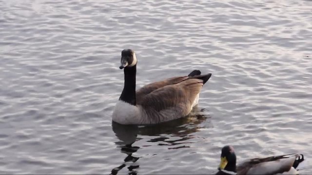 Kanadagans (Branta canadensis), Blessh&uuml;hner und Enten auf einem Fluss am sp&auml;ten Nachmittag 