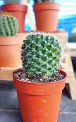 Small cactus ball in brown pot