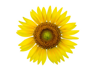 Blooming sunflower isolated on white background.