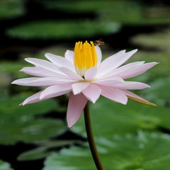 Lotus Flower Attracting Bee to Pollinate