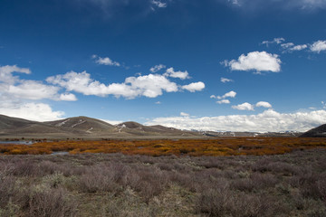 Early spring flooding brings color to willows