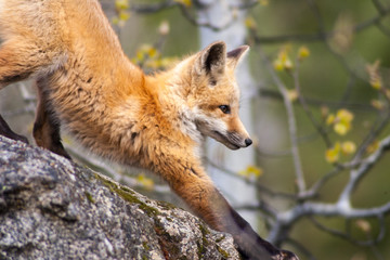 Fototapeta premium Red fox stretching on boulder in aspen
