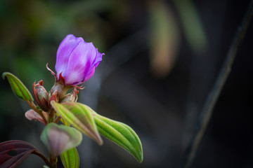 Obraz premium Indian Rhododendron.
