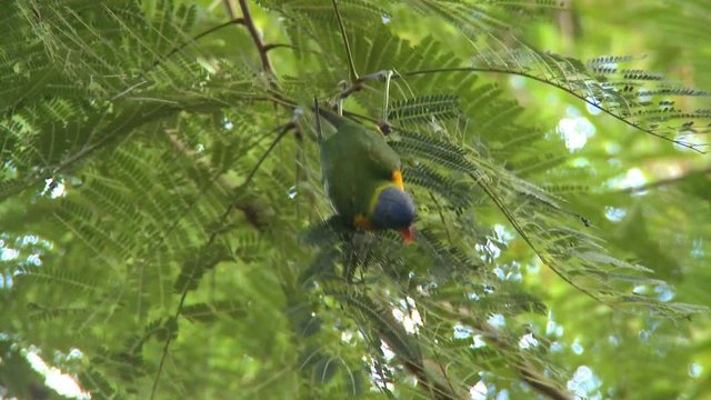 Rainbow Lorikeet 2
