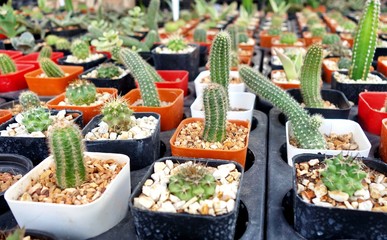 Small cactus pots on Sale in Market