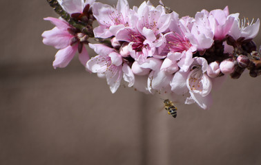 Fototapeta na wymiar Flying honey Bee