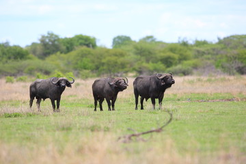 Naklejka na ściany i meble African buffalo (Syncerus caffer) in Zambia