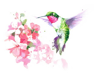 Watercolor Bird Hummingbird Flying Around Pink Flowers Hand Drawn Summer Garden Illustration Set isolated on white background