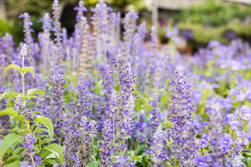 Fototapeta premium Close up flowers background. Natural flower background. Amazing nature view of flowers blooming in garden under sunlight at the middle of summer day.