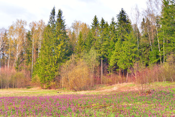 Park at spring.