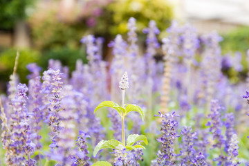 Obraz premium Close up flowers background. Natural flower background. Amazing nature view of flowers blooming in garden under sunlight at the middle of summer day.