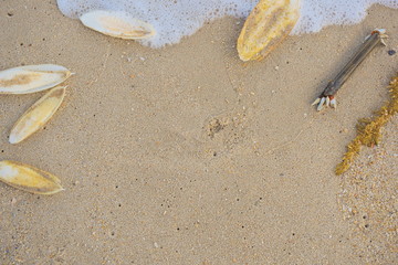 Cuttlebone and barnacle was the raging waves of the sea from the beach.