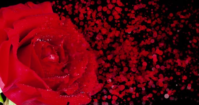 red rose with drops and disintegration effect particles on black background, holiday valentine day and love concept