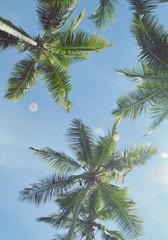Obraz na płótnie Canvas palm tree coconut