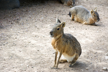 Naklejka na ściany i meble Patagonian mara (Dolichotis patagonum) is a large somewhat rabbit-like rodent found in open and semi-open habitats in Argentina, including large parts of Patagonia.