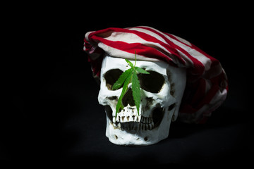 Pirate comedian skull with cannabis, marijuana in black still life style