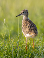 Black-tailed Godwit wader bird chick standing in meadow