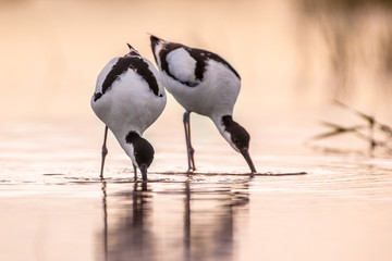 Couple of foraging pied avocet