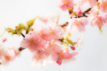 Plum flowers in a bright white background.