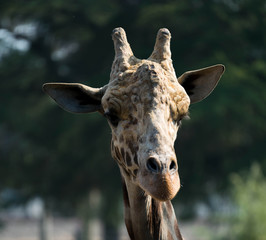 Naklejka na ściany i meble Giraffe Bull Male front Portrait Head