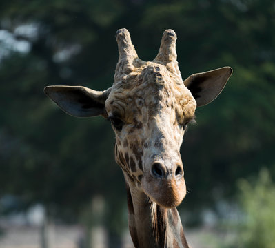 Giraffe Bull Male front Portrait Head
