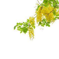 Golden shower tree (Cassia fistula) isolated on white background. This has clipping path.