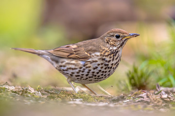 Song Thrush looking for food in a backyard