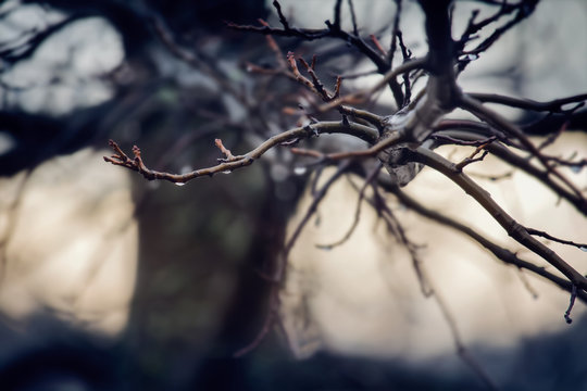 raindrops on a bare tree branch in winter