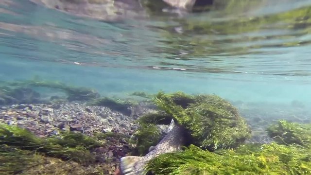 Underwater footage of a trout on riverbed