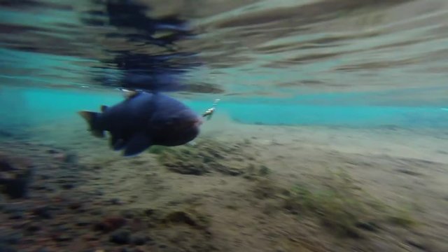 Underwater footage of a trout hooked on line
