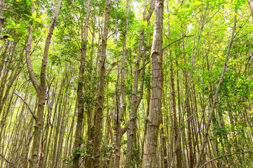 Fototapeta na wymiar Rubber plantation and forest of Chanthaburi Thailand