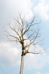 tree Sky and cloud of Forest drought
