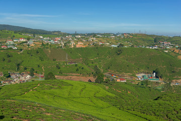 Fototapeta na wymiar Landscape with green fields of tea near the city in Sri Lanka
